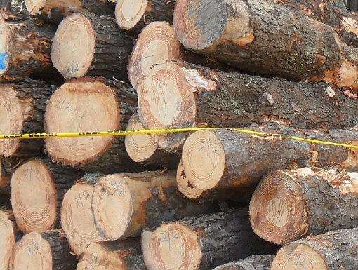 松木和松木家具的優缺點分析